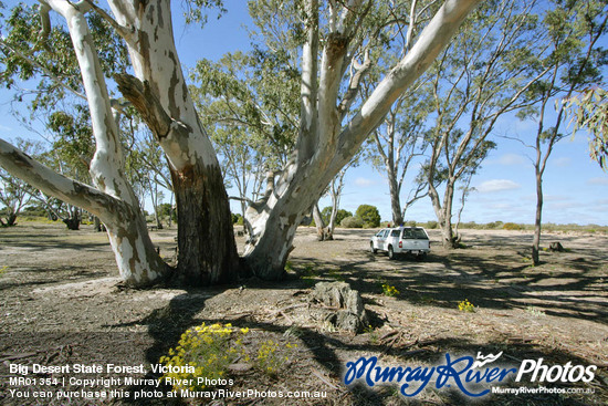 Big Desert State Forest, Victoria