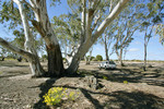 Big Desert State Forest, Victoria