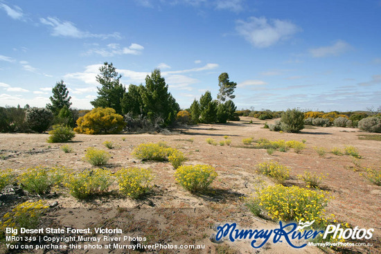 Big Desert State Forest, Victoria