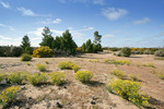 Big Desert State Forest, Victoria