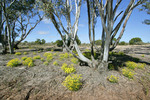 Big Desert State Forest, Victoria