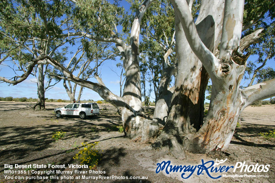 Big Desert State Forest, Victoria