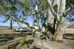 Big Desert State Forest, Victoria