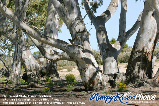 Big Desert State Forest, Victoria