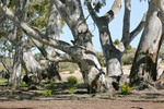 Big Desert State Forest, Victoria