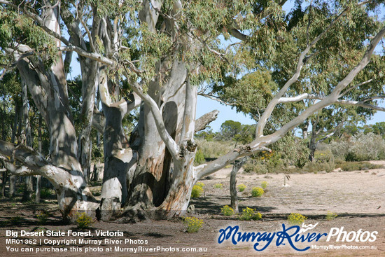 Big Desert State Forest, Victoria