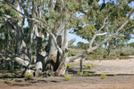 Big Desert State Forest, Victoria