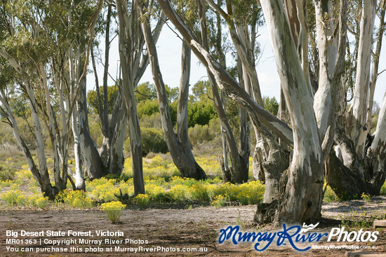 Big Desert State Forest, Victoria