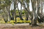 Big Desert State Forest, Victoria