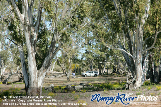 Big Desert State Forest, Victoria