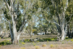 Big Desert State Forest, Victoria