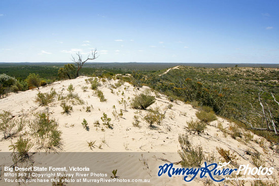 Big Desert State Forest, Victoria