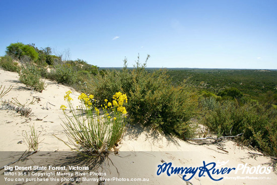 Big Desert State Forest, Victoria