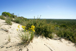 Big Desert State Forest, Victoria