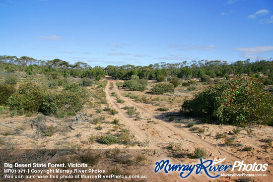 Big Desert State Forest, Victoria