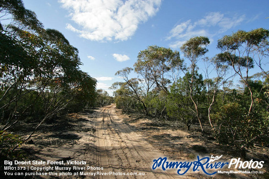 Big Desert State Forest, Victoria