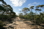 Big Desert State Forest, Victoria