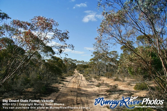 Big Desert State Forest, Victoria