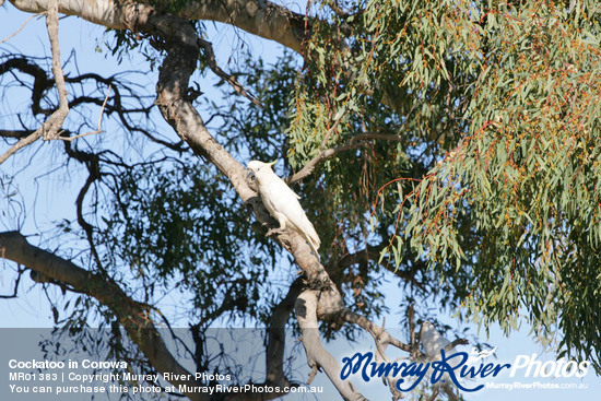 Cockatoo in Corowa