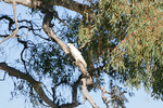 Cockatoo in Corowa
