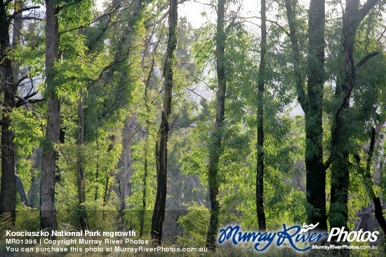 Kosciuszko National Park regrowth