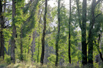 Kosciuszko National Park regrowth