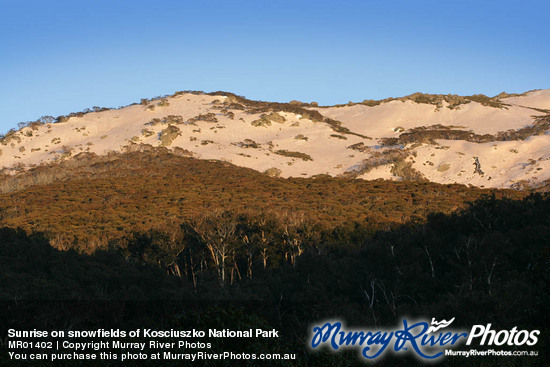 Sunrise on snowfields of Kosciuszko National Park