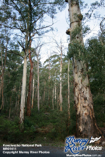 Kosciuszko National Park