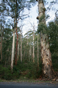 Kosciuszko National Park