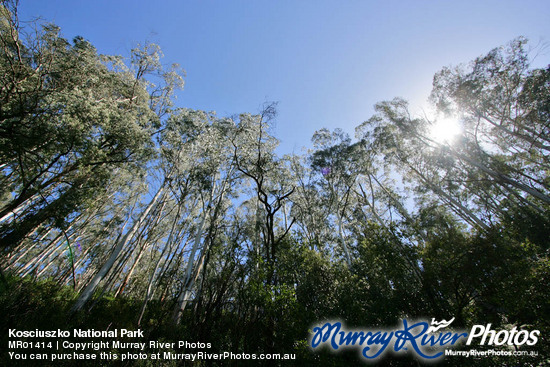 Kosciuszko National Park