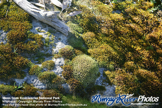 Moss from Kosciuszko National Park