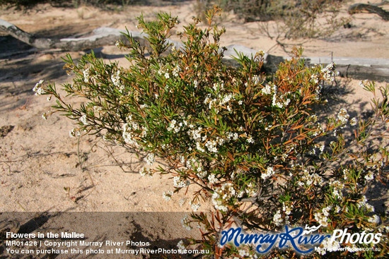 Flowers in the Mallee