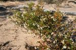 Flowers in the Mallee