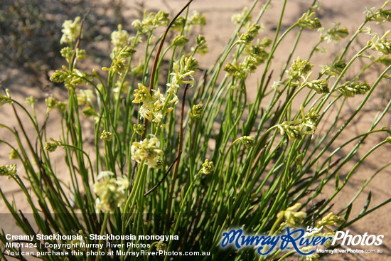 Creamy Stackhousia - Stackhousia monogyna