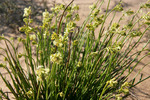 Creamy Stackhousia - Stackhousia monogyna