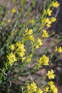 Golden Pennants - Glischrocaryon behrii