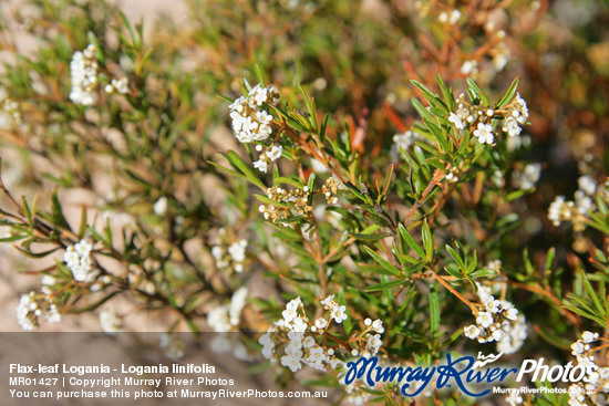 Flax-leaf Logania - Logania linifolia