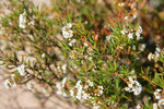 Flax-leaf Logania - Logania linifolia