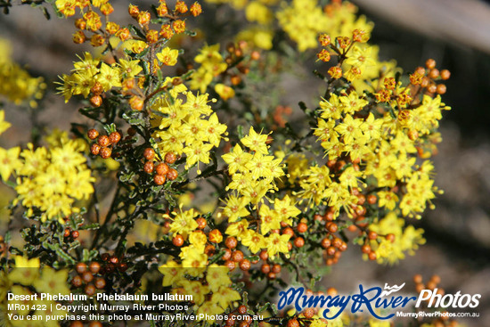 Desert Phebalum - Phebalaum bullatum