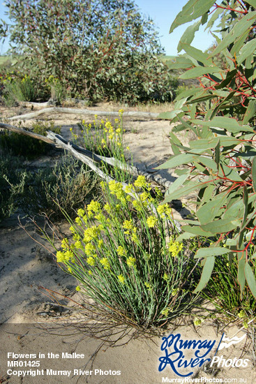 Flowers in the Mallee