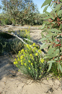 Flowers in the Mallee