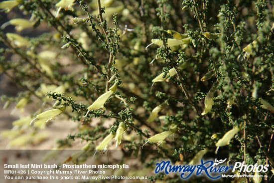 Small leaf Mint bush - Prostanthera microphylla