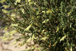 Small leaf Mint bush - Prostanthera microphylla