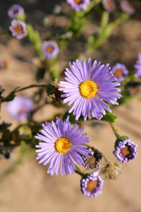 Azure Daisy - Olearia rudis