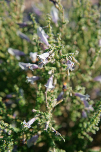 Mallee Flowers