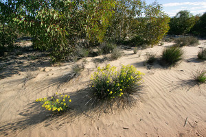 Flowers in the Mallee