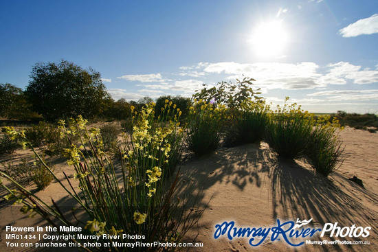 Flowers in the Mallee