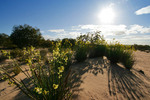 Flowers in the Mallee