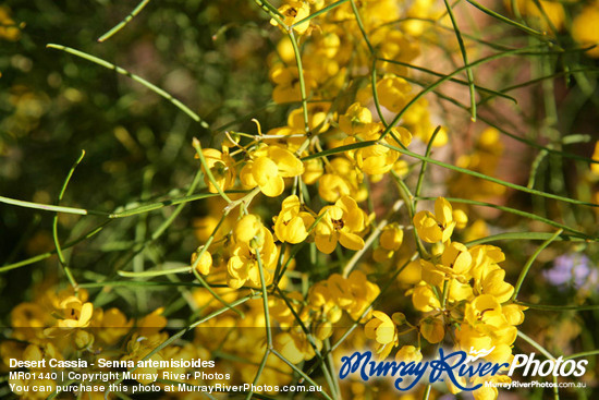 Desert Cassia - Senna artemisioides