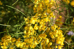 Desert Cassia - Senna artemisioides